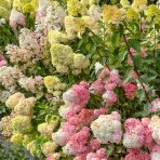 Hortenzia metlinatá (Hydrangea paniculata) ´VANILLE FRAISE´® - výška 20-30 cm, kont. C2L